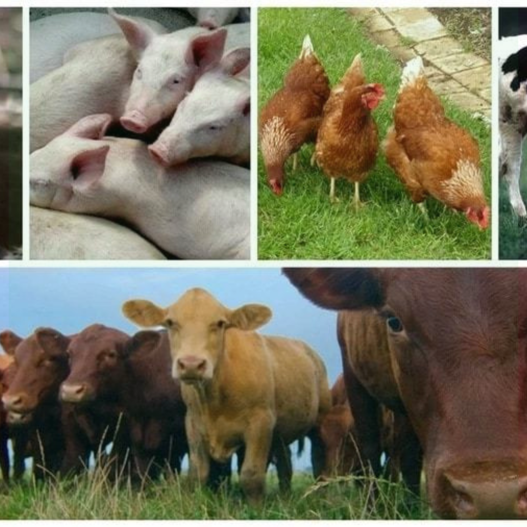 Livestock Agriculture