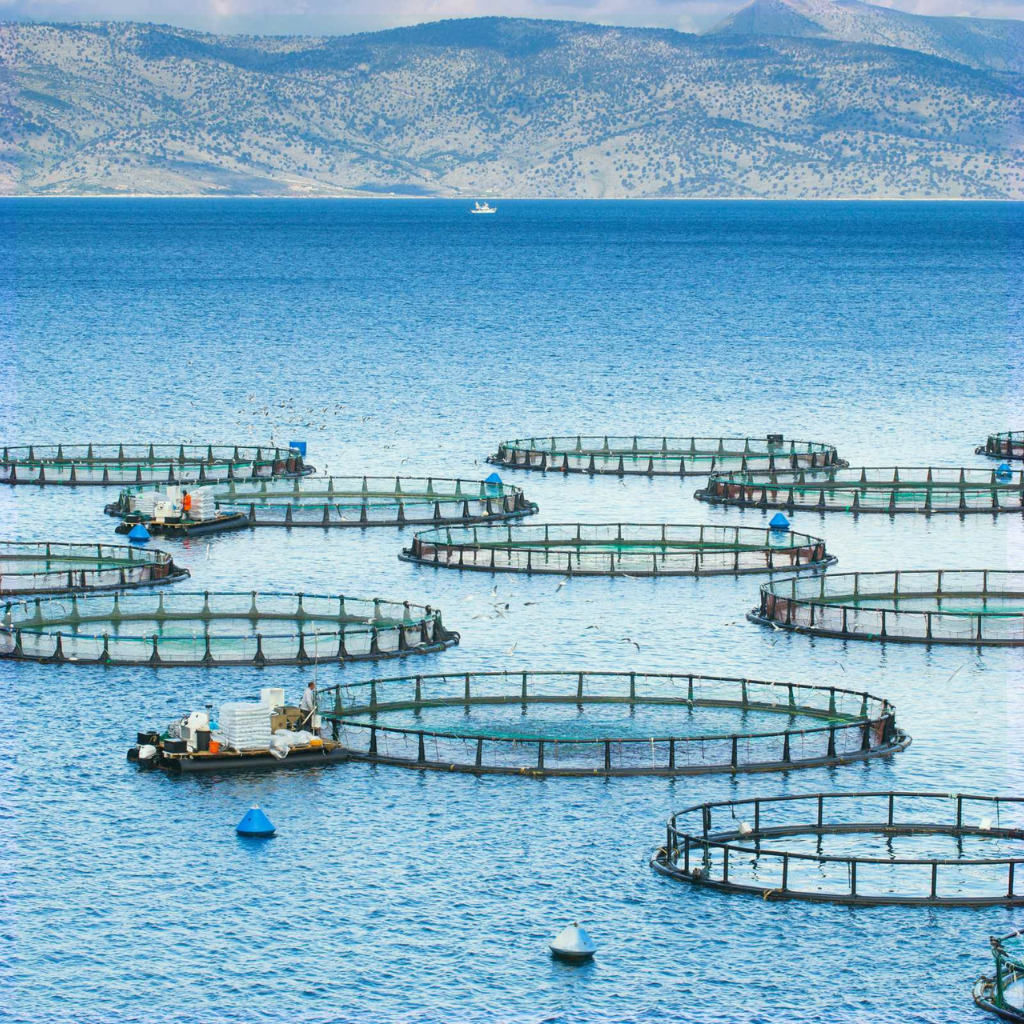 Aquaculture Management