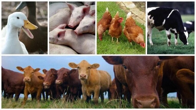 Livestock Agriculture
